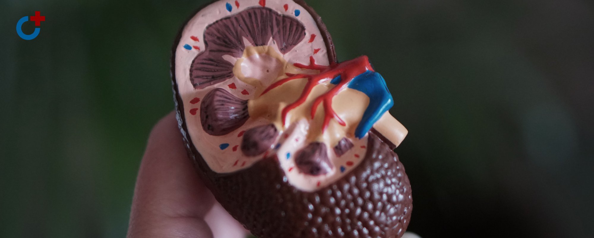 Биомаркеры острого повреждения почек в практике врача-терапевта