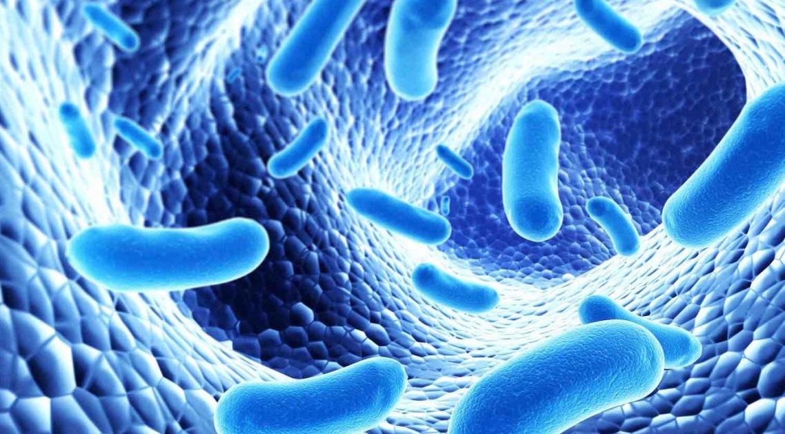 Заседание клуба детских гастроэнтерологов. Условно-патогенная флора кишечника. Лечить или не лечить?